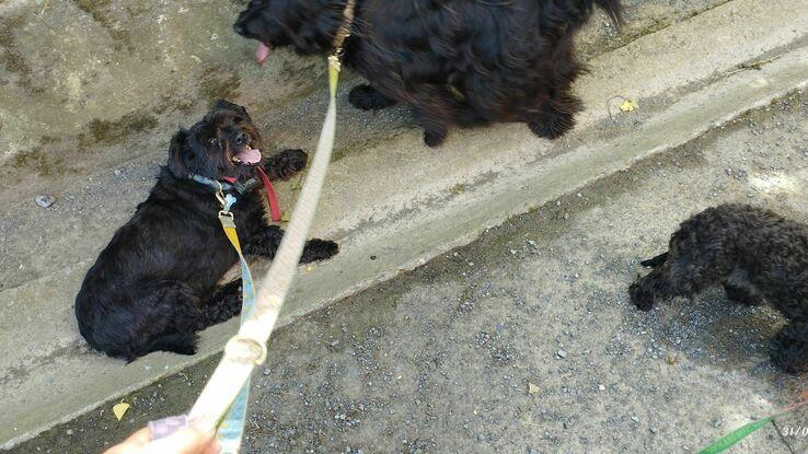 Cuidado a Domicilio de 4 mascotas foto de sus paeos