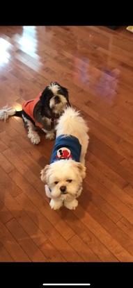 Perritos de mi niñez
