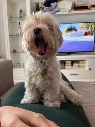 Perrito de amiga que aveces cuido