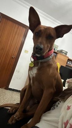 Con Chico encima, el primer perro que cuidé