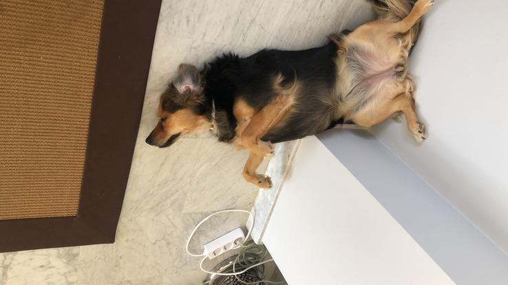 Bimba haciendome compañia mientras trabajo