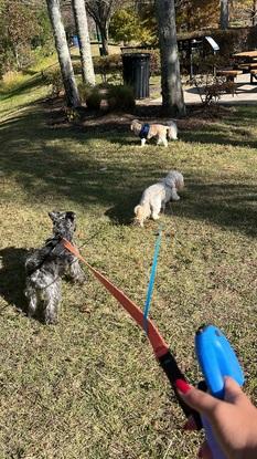 Paseo con Blue, Rockey y Matilda