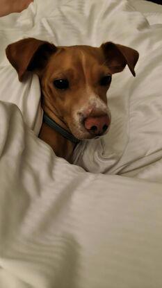 Perrito 1