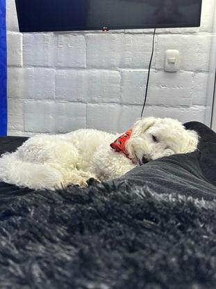 💤