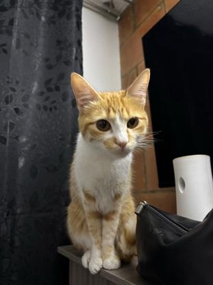 🐈