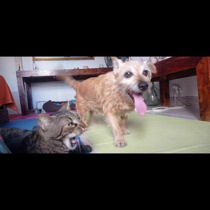 Nino y Martini, inseparables