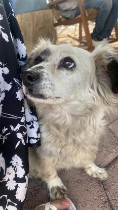 Mi primer perrito