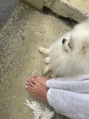 Mi perro siempre en sia de mi n