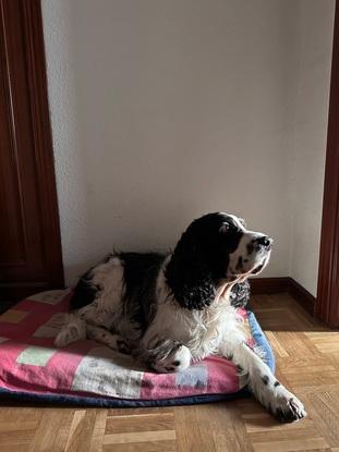 Aquí está mi perro en su rincón favorito, donde suele dormir… aunque ahora está bien despierto y atento a todo