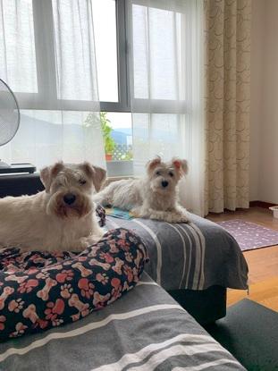 Bonny y Kira, las perritas que cuide por primera vez