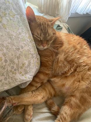 Mi gato Limón