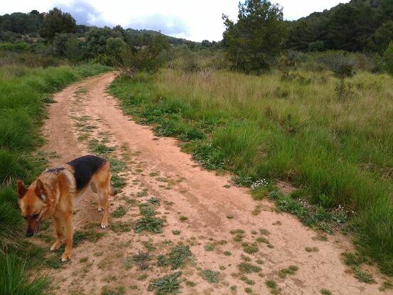 Bosque a 5 minutos para pasear