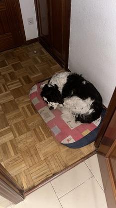 Este rincón es donde duerme mi perro