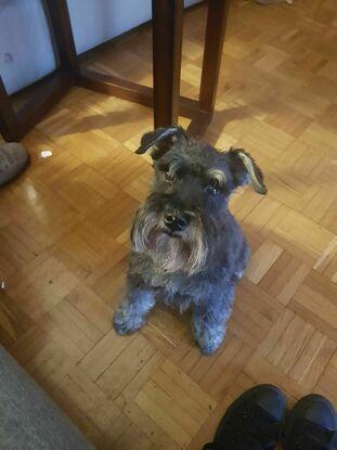 Beltza, el perro de mi abuela.