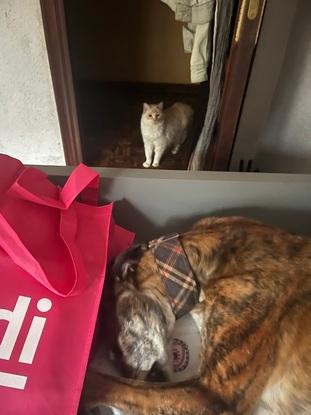 Mi gato vs mi perra