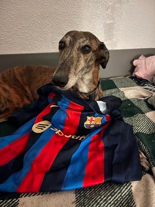 La perrita catalana
