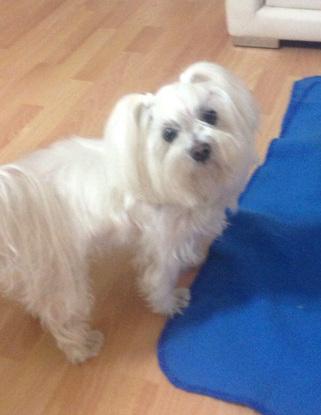Mi bichón maltés