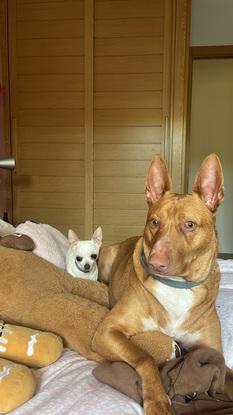 Trasto y Kyo, dos hermanos peludos de vacaciones