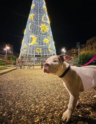 Este es Zeus un pequeño American Bully, uno de los perritos que paseo con mucho cariño. Disfrutamos juntos cada salida, siempre con seguridad, atención y buenos momentos. Si buscás a alguien de confianza para tu peludo, ¡contá conmigo!
