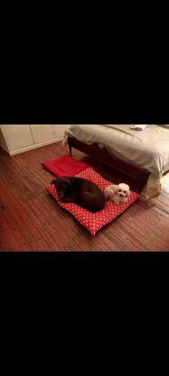 Mis perros Irina y Teo