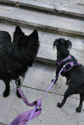 Nut y Duna
