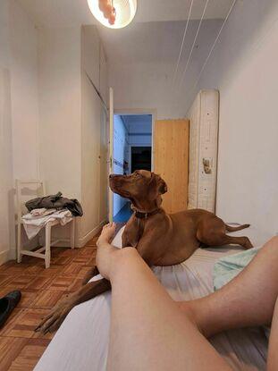 El bonito de Whisky