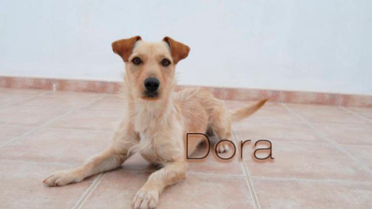 Dora, pura energía, ella ha viajado a Alemania, también en acogida durante unos meses.