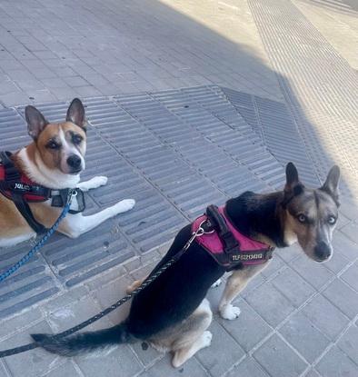 NISSA y KODA♥️