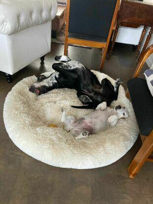 Mis 2 perros en Francia
