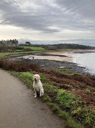 Barney on the beach