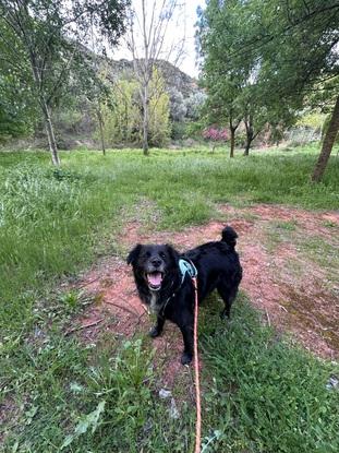 Nico in nature