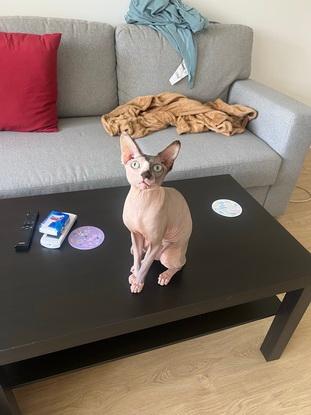 Mi gato