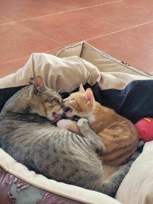 Mis gatos.