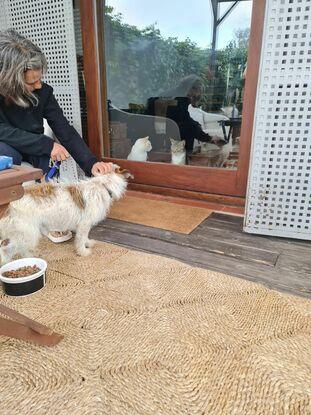 Perro recogido