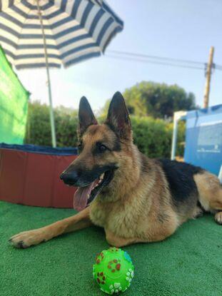 Piscina para los peludos