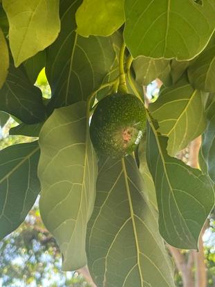 Parcelallena de arboles