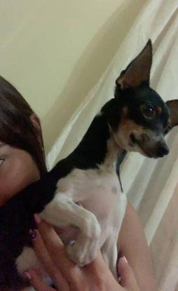 Laula es una perrita muy dulce que estuvo conmigo de guardería un día