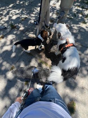 Chéster junto a sus amigos en su paseo por el parque