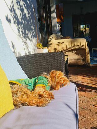 Sasha tomando sol