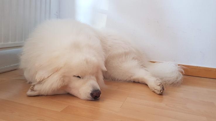Yako