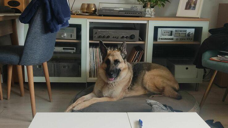 Baloo