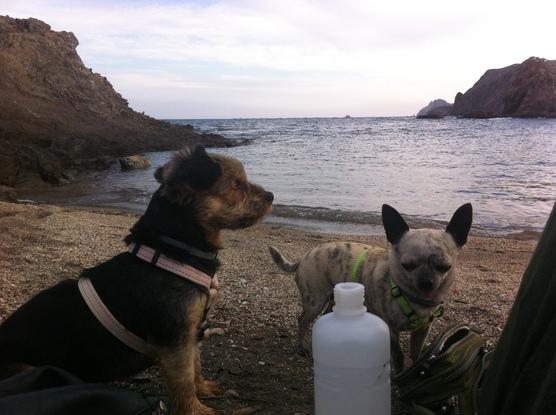 Les encanta la playa...