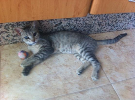 Canija  una  gatita callejera salvada de una muerte segura despues de un atropello,hoy en dia vive con nosotros