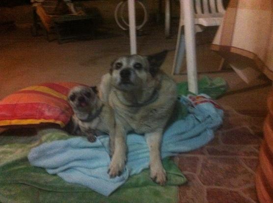 Chica, una perrita anciana muy amiga de mi manada.