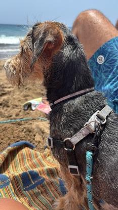 Paseo a la playa!
