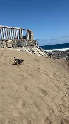 Tenemos la playa al salir de casa🥰