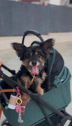Coco