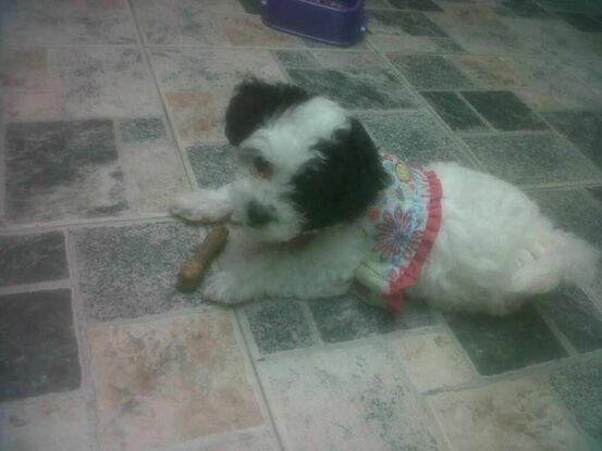 Mi primera mascota