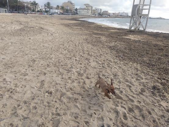 Paseando a Toddy