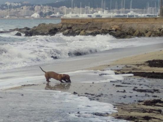 Paseando a Toddy por la playa